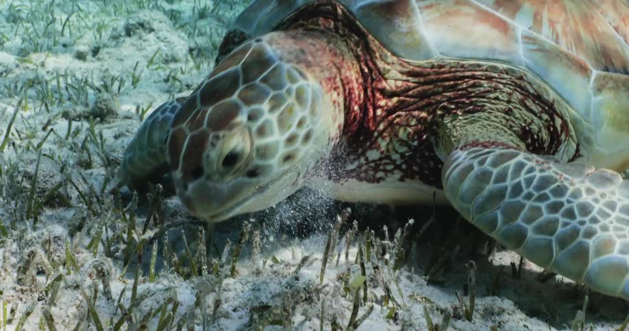 A turtle grazing under the sea