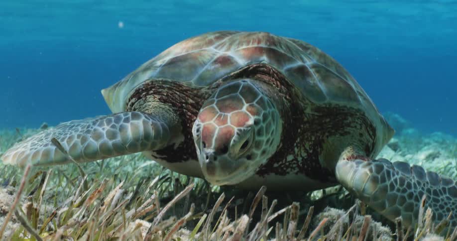 A turtle grazing at the bottom of the sea