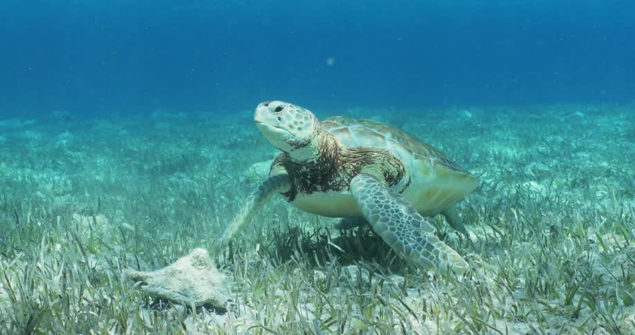 Sea turtle floating in the clear blue waters over the ocean floor