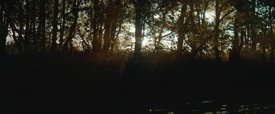 The sun shines through forest next to river