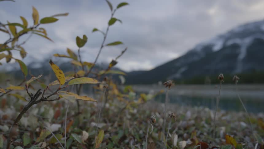 Grass blows in the wind with a mountain range in the distance