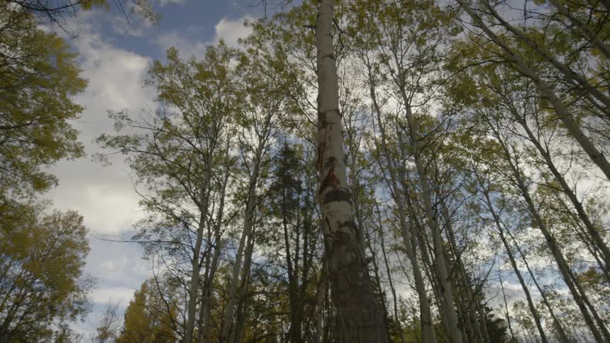 The trees in this forest have yellow and green leaves