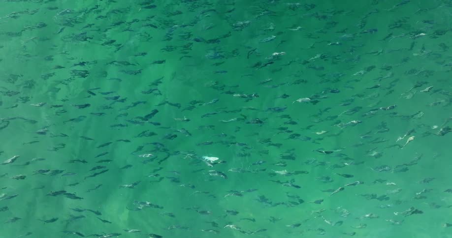 Large school of fish swarms near the surface