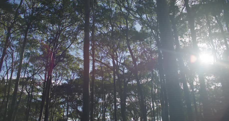 Sun flares reflecting on tall trees at midday