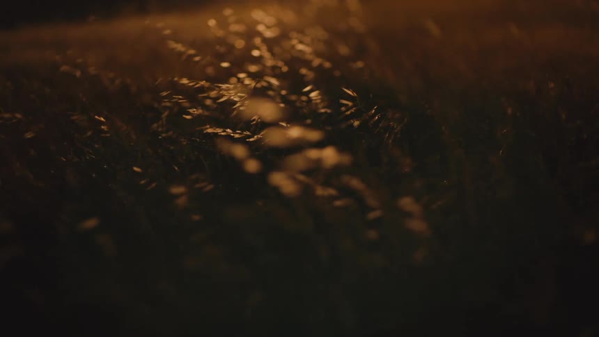 Close up of the wind blowing through crops with the late afternoon suns reflection