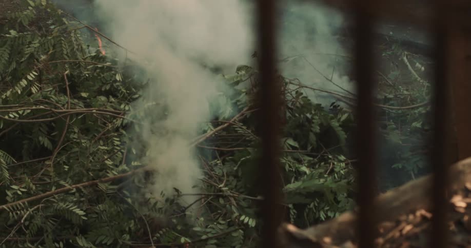 Fire burning trees and branches