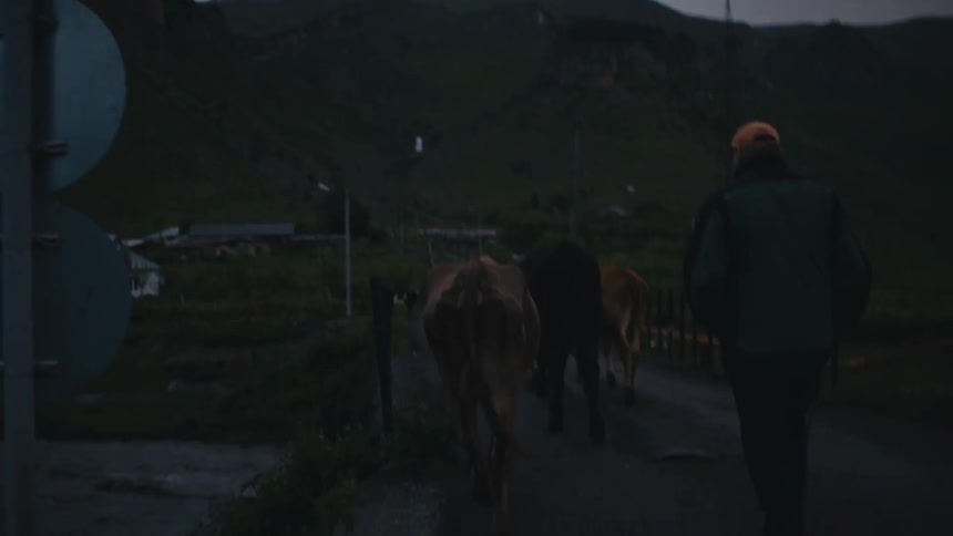 A man herding cows over a small bridge at dusk