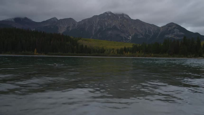Something is moving in the water ahead by the shore