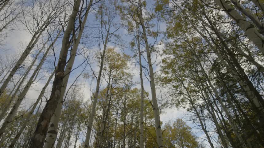 The forest has many trees on a cloudy day