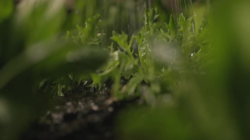 Vegetables and herbs being watered