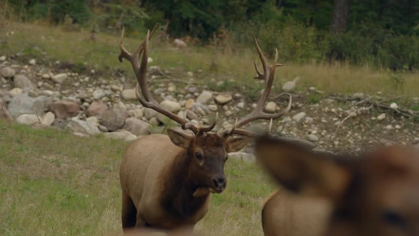 Elks walking through a field