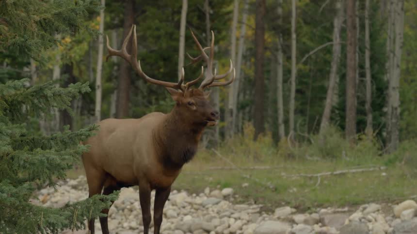 A deer is standing on some rocks looking around