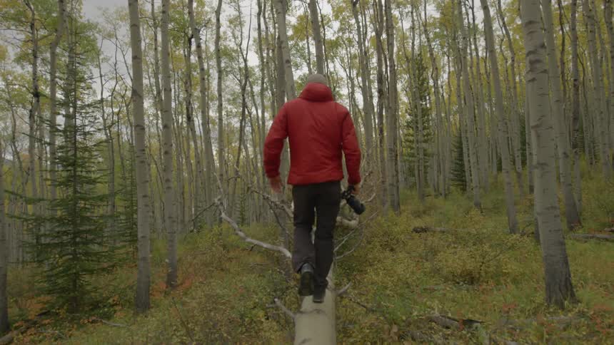 A man is walking over a fallen tree in the woods