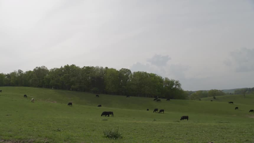A hilly valley with green grass has cows grazing all over