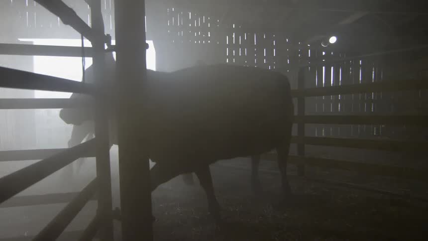 Cows walk into a barn
