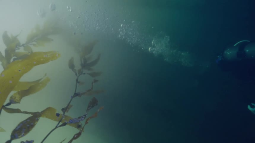 A person is scuba diving in the ocean