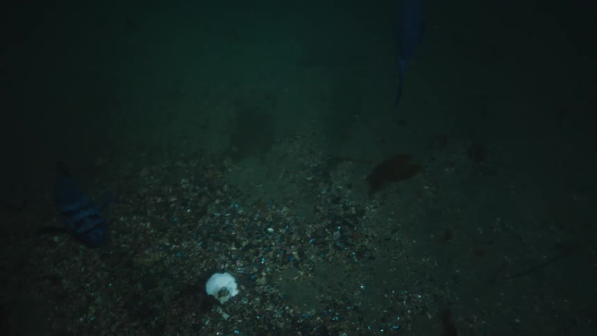 Two fish are swimming underwater