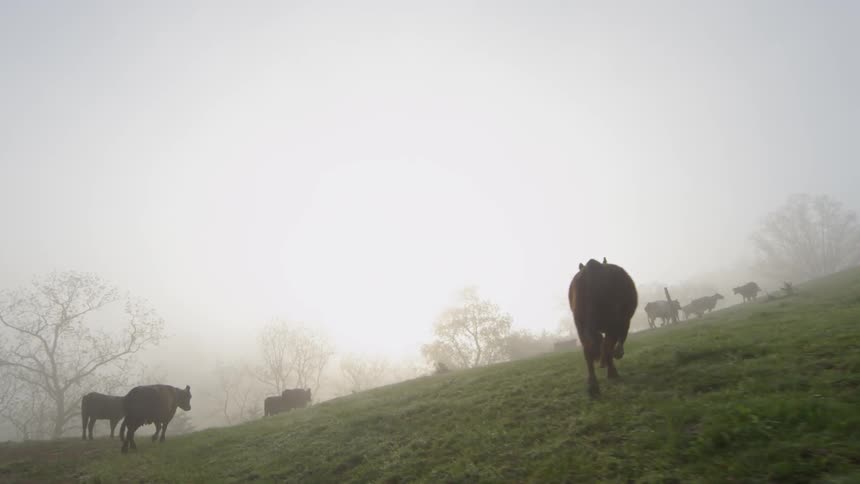 Cows walk on a hill covered with grass