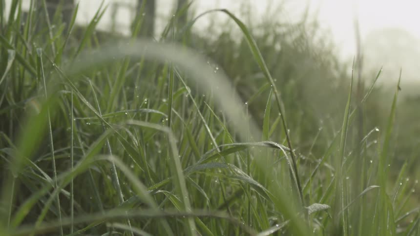 Dew drops clinging to blades of grass