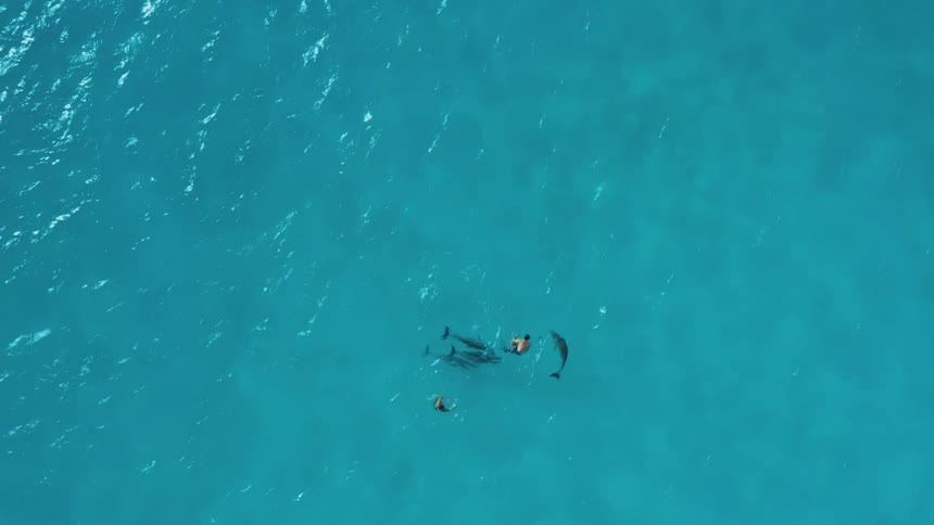 Aerial view of two divers swimming with dolphins in a blue sea
