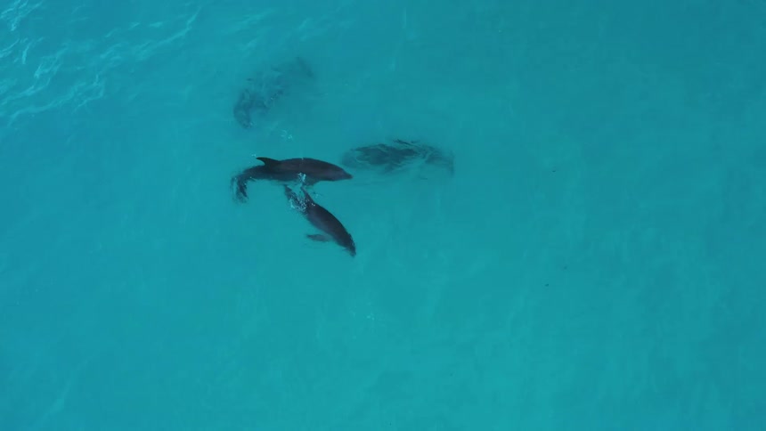 Pod of dolphins plays together in blue water