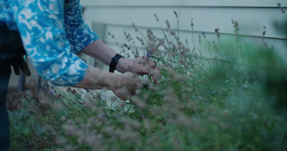 An elderly person harvesting plants using scissors to cut them
