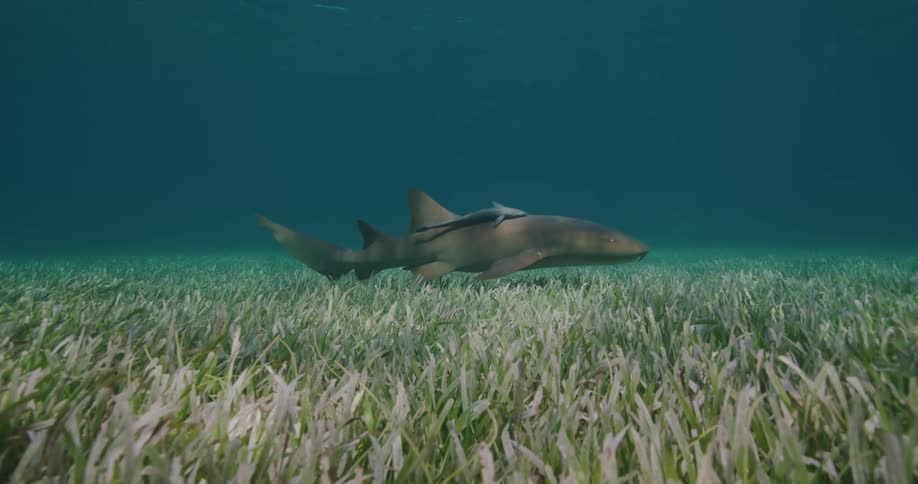The shark swims by underwater