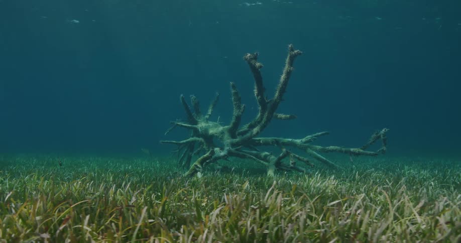 Fish swim around the tree underwater