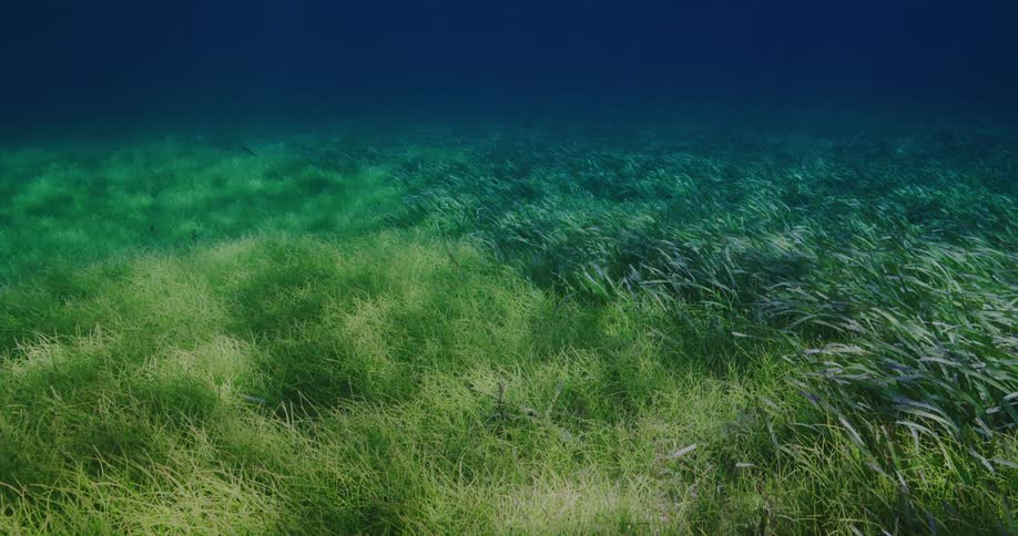 The interior of the sea with reflections of waves and marine plants
