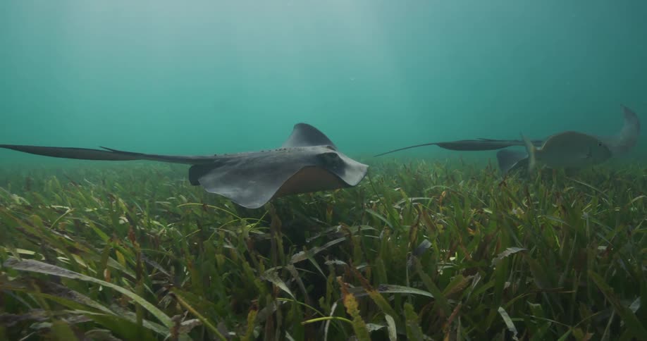 Stingrays swimming over seaweed in the ocean