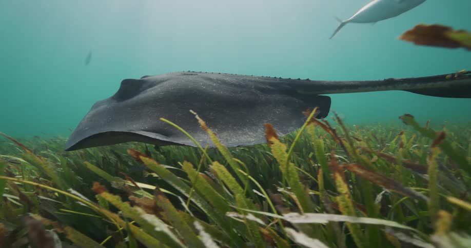 Fish swimming underwater at midday
