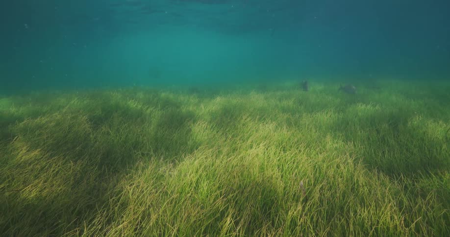 Fish swimming underwater at midday
