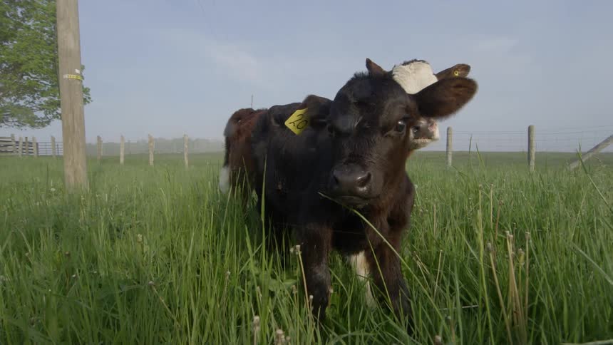 Two cows stand side by side in the tall grass