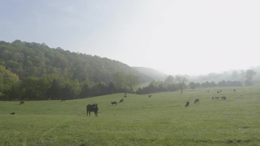 This green valley has cows all over grazing