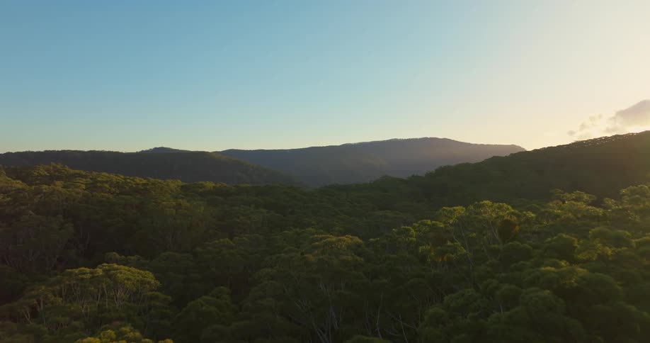 The sun is shining on the forest
