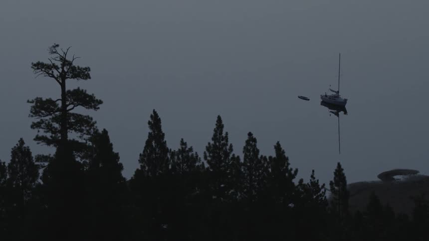The trees are tall in this forest at dawn