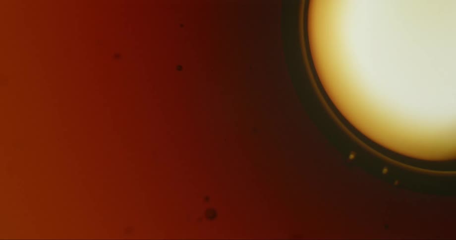 Cells bubbles and red liquid under a microscope