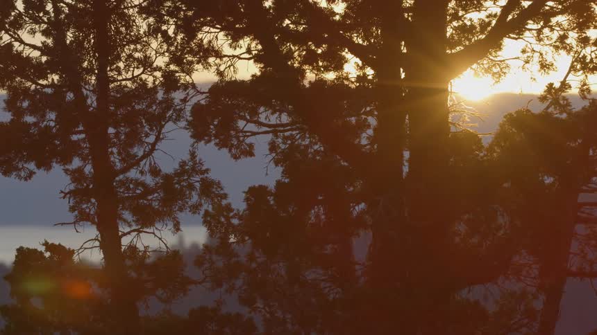 The sun is setting behind these trees