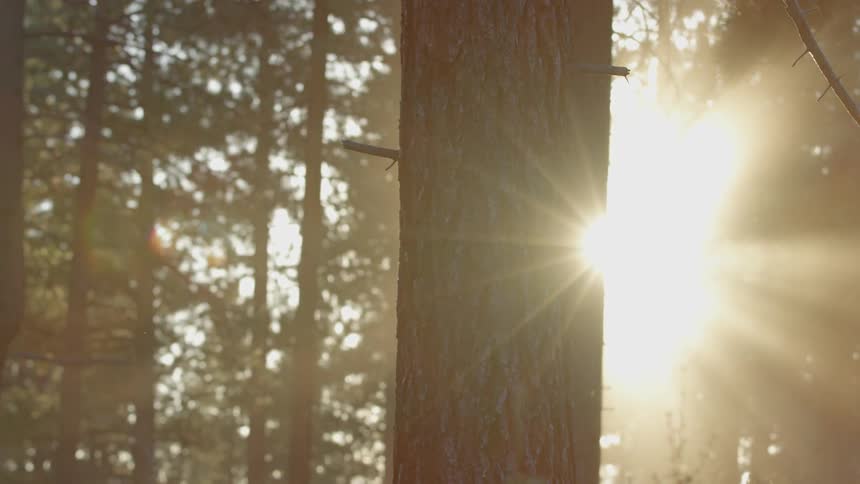 A tree is blocking the sun as it creeps around the side