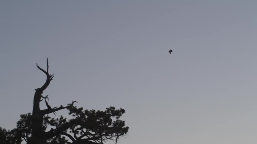 A bird flies over a tall tree