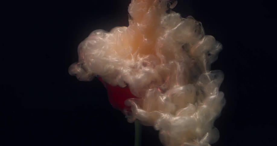 Smoke covers the red rose