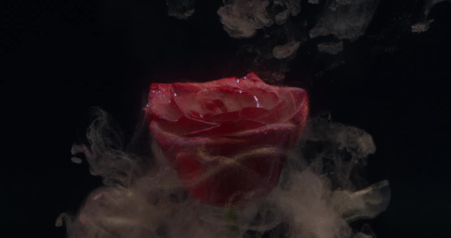 Smoke pours off the rose