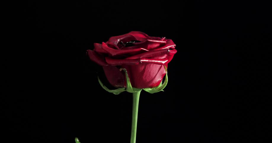 A rose in a dark environment