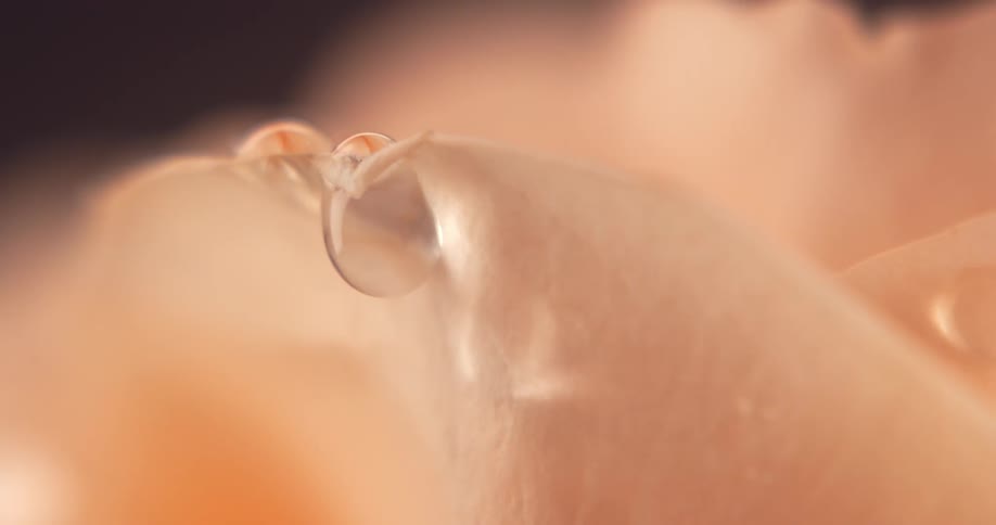 Closeup of the drop falling on the petal
