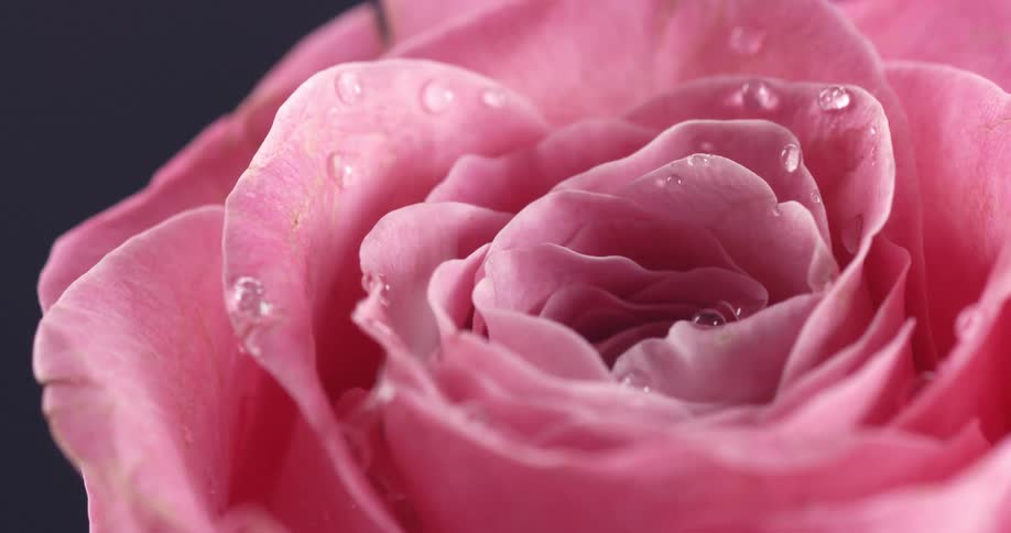 Water dripping on pink flower