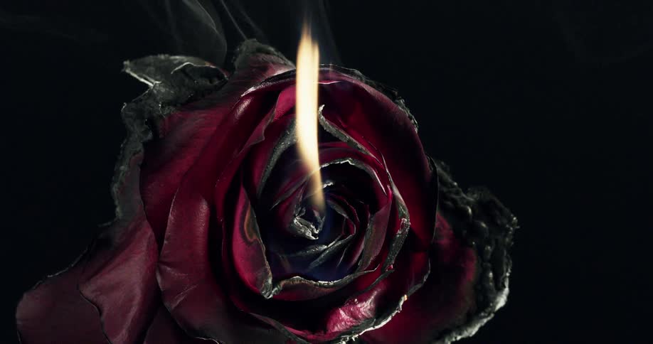 A flower on fire