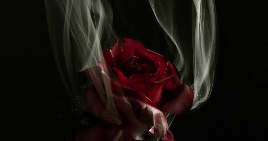 The red rose is burning
