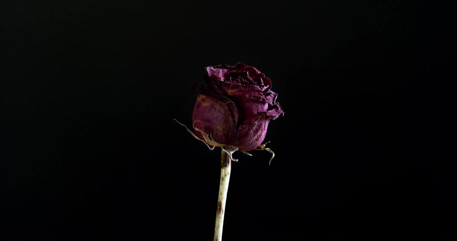 A dried rose in the dark