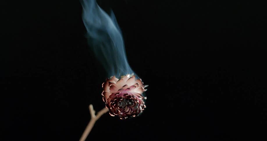 A dried rose burning in the dark