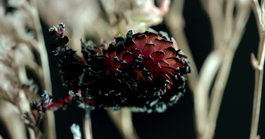 A dead burnt flower